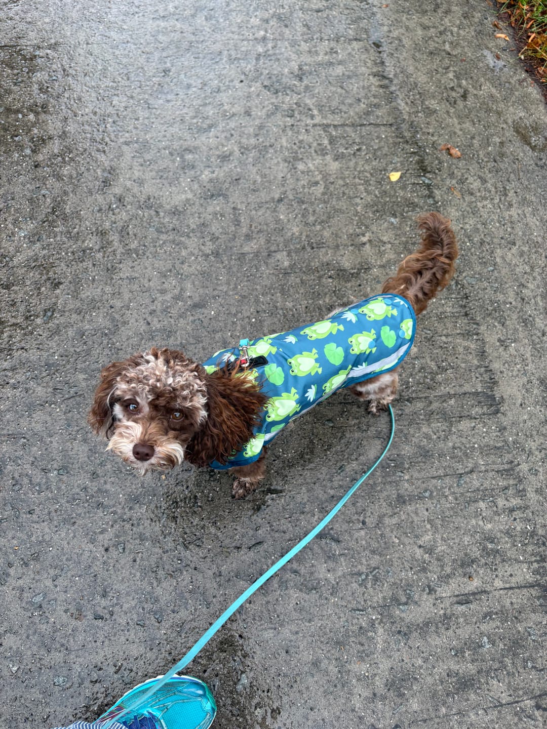 Customer photo review of Rain Jacket - Frogging Fabulous