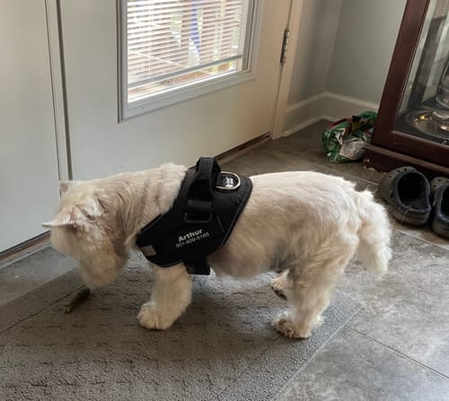 Customer's small white dog wearing a black personalized Dog Harness standing on a mat indoors.