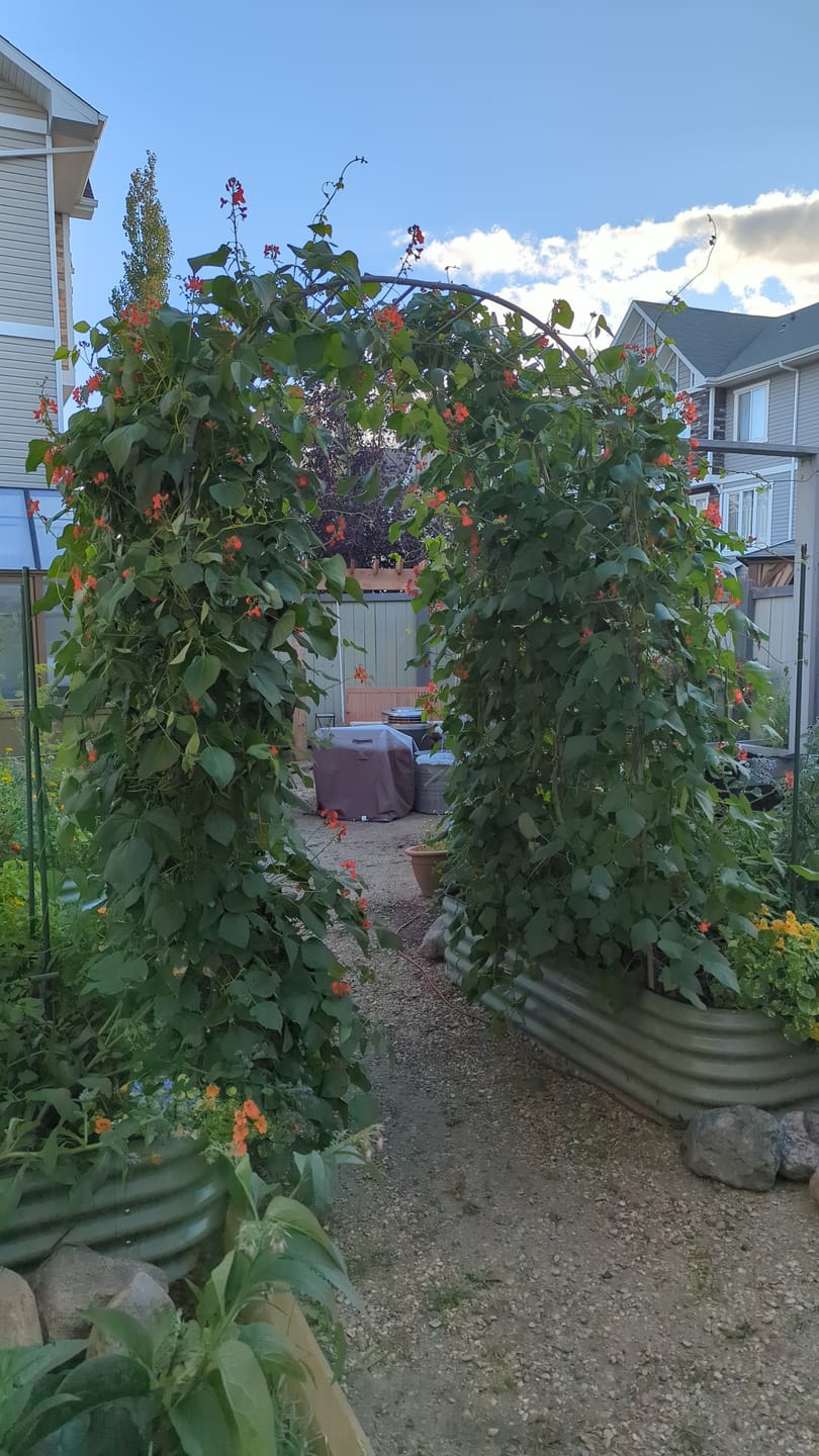 Customer photo review of Arch Garden Trellis