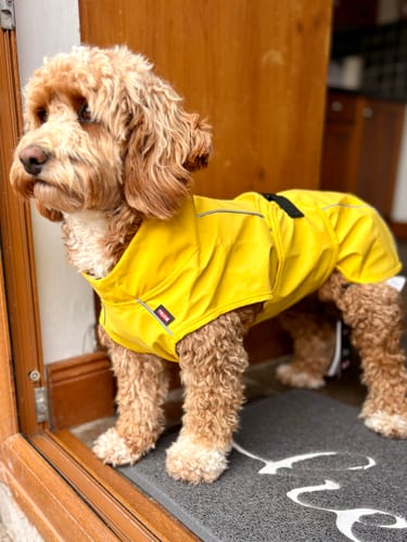 Customer photo review of Vimy & DryDogs Lightweight Waterproof Raincoat with Harness Hole Zip