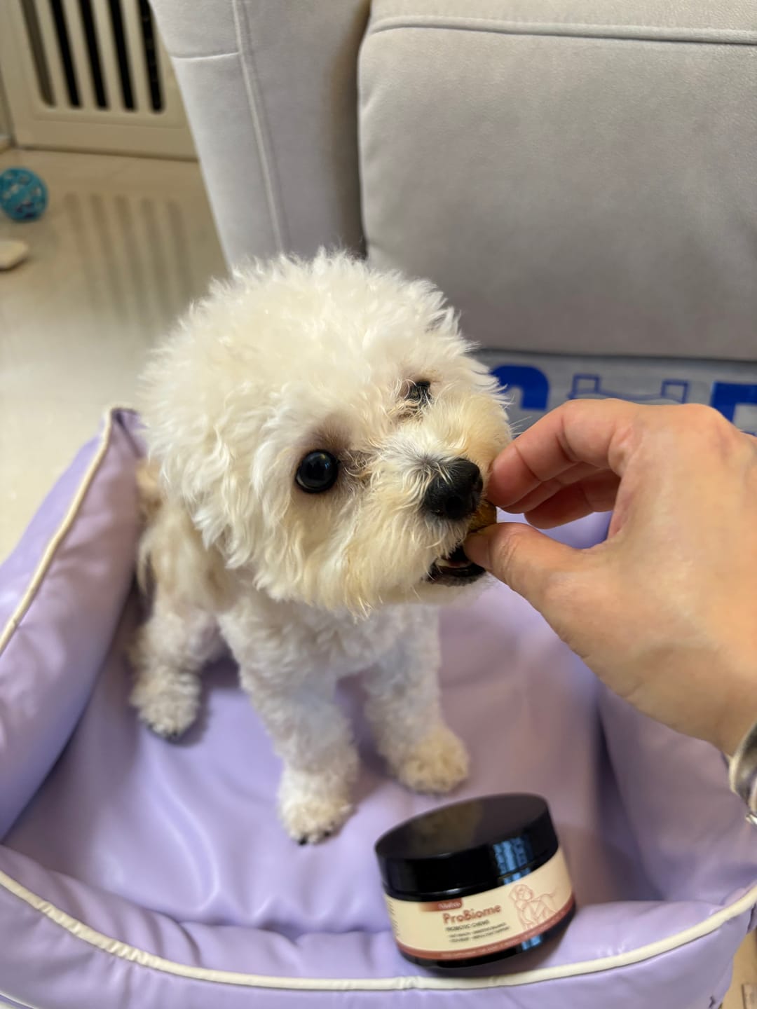 Customer photo review of ProBiome™狗狗益生菌軟粒