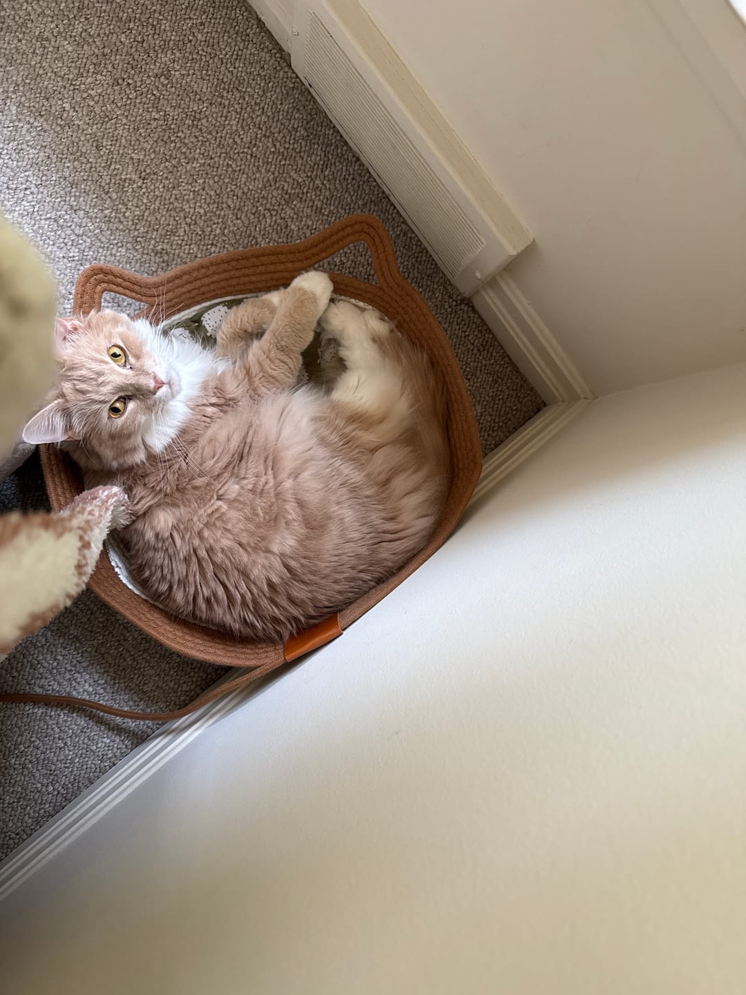 Customer photo review of Instinct Basket | Meet the first research-backed natural territory for indoor cats