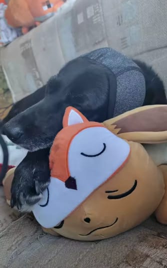 Customer photo review of Beruhigende Ohrenschützer für Hunde