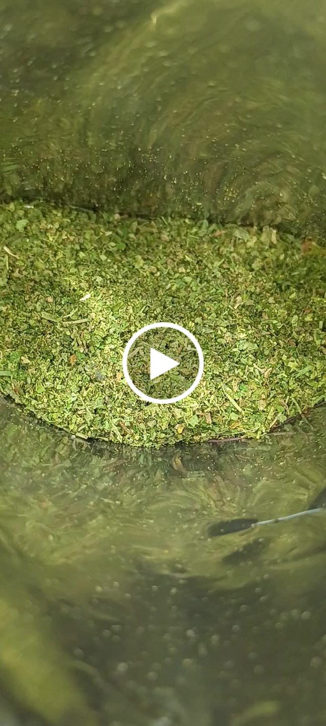 Customer video review of 4 Ounce Shake Bundle