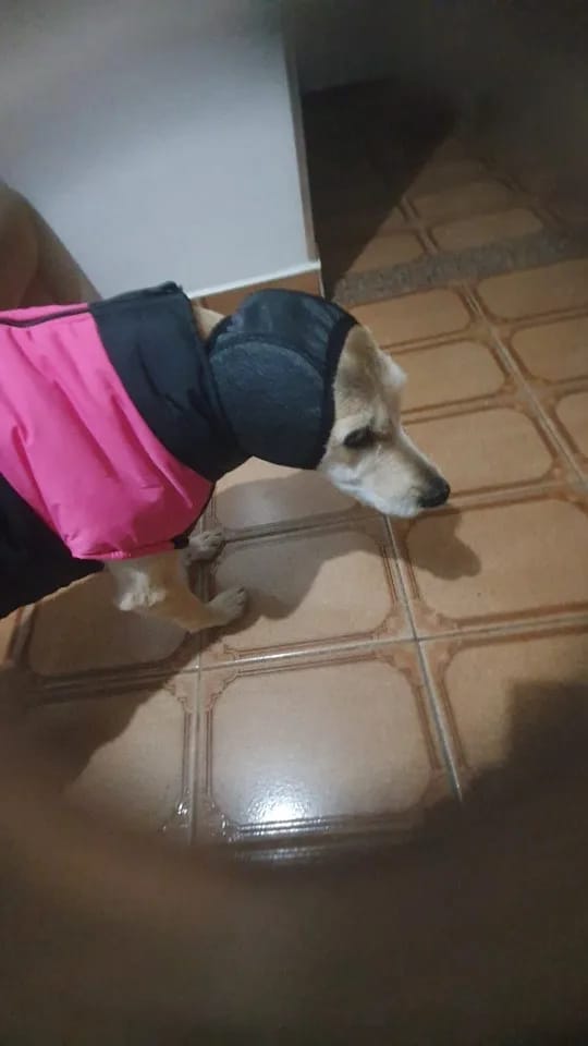 Customer photo review of Calming Dog Ear Muffs