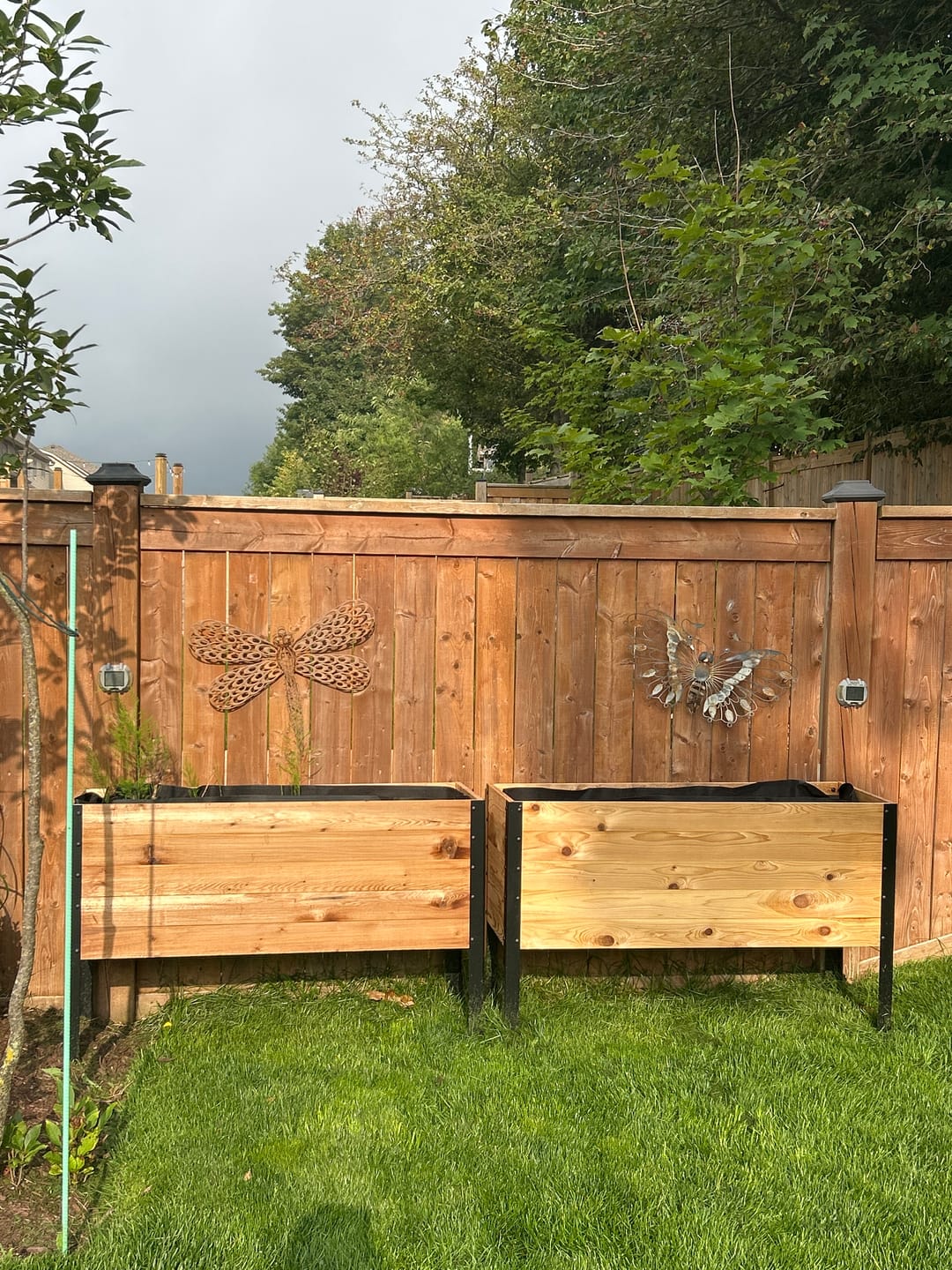 Customer photo review of 18" x 48" Raised Garden Bed - 30" TALL - Select Grade