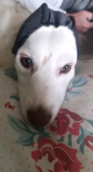 Customer photo review of Orejeras Calmantes para Perros
