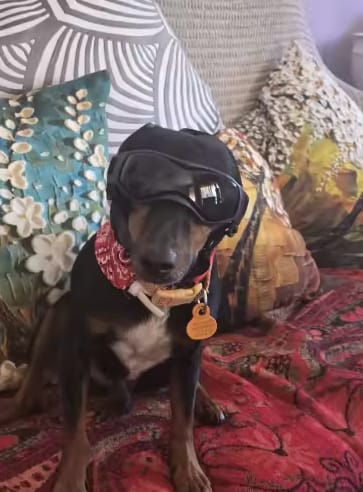 Customer photo review of Beruhigende Ohrenschützer für Hunde