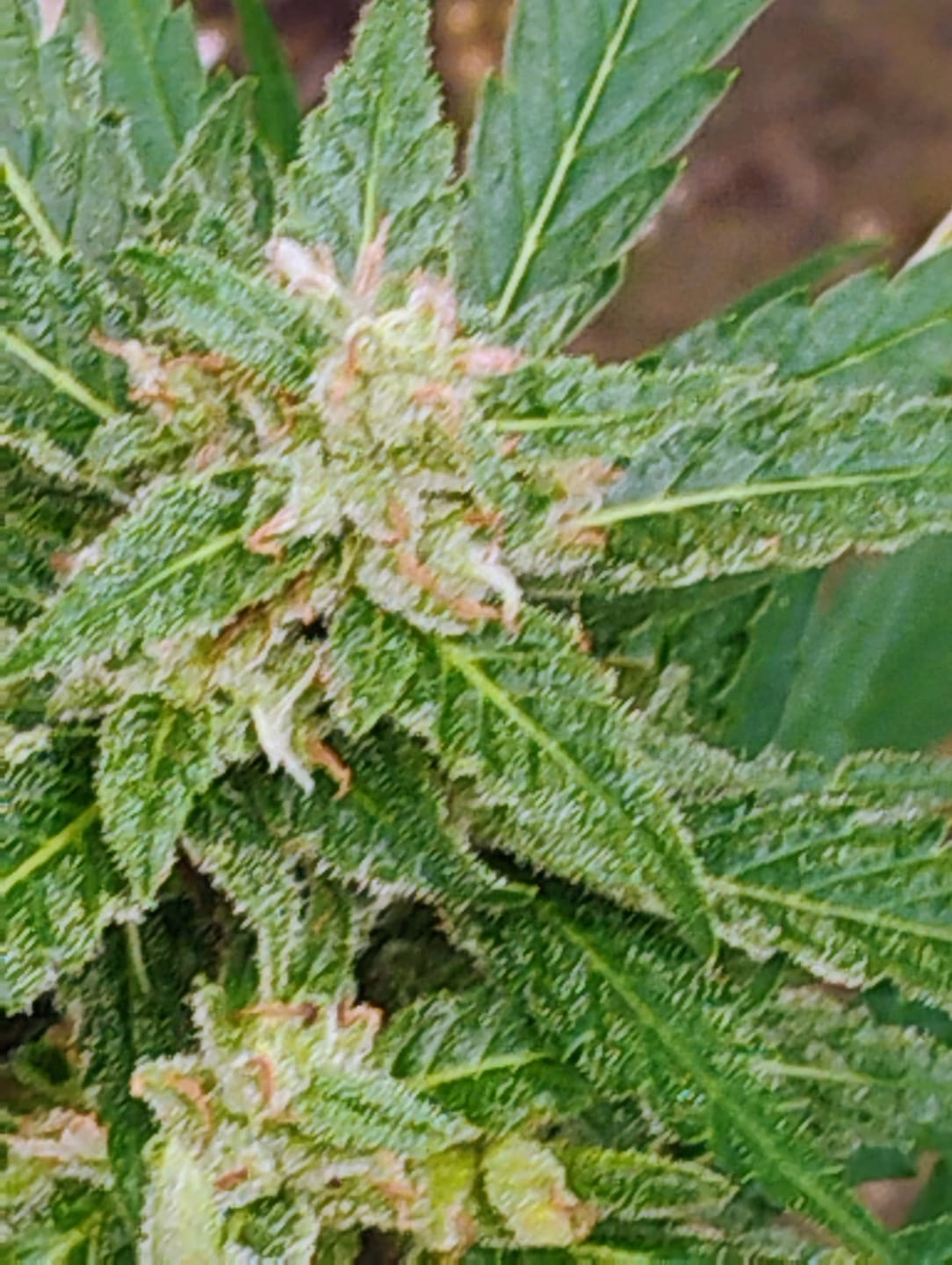Customer photo review of Frozen Lemons THCA Flower