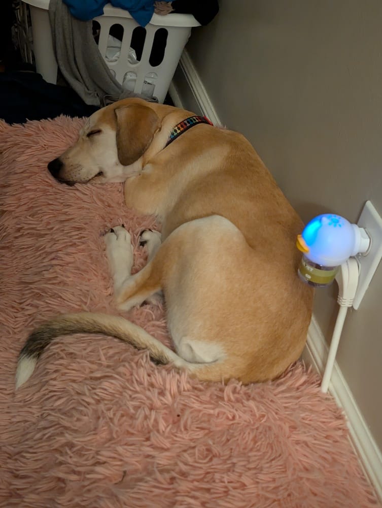 Customer photo review of Difusor Calmante para Perros — CalmPaw
