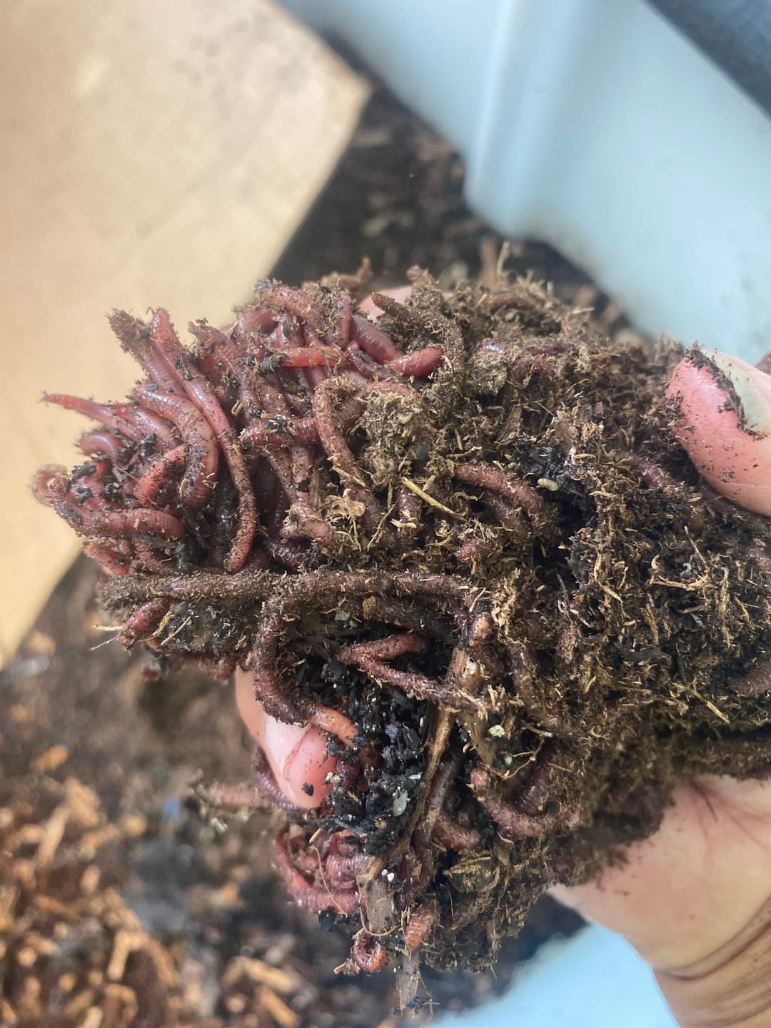 Customer photo review of Red Wigglers Composting Worms