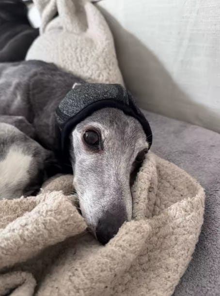 Customer photo review of Beruhigende Ohrenschützer für Hunde