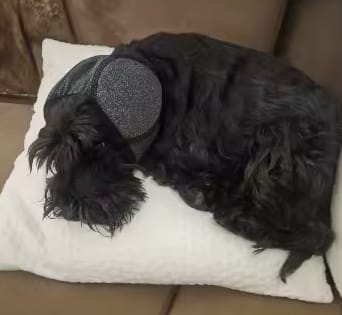 Customer photo review of Beruhigende Ohrenschützer für Hunde