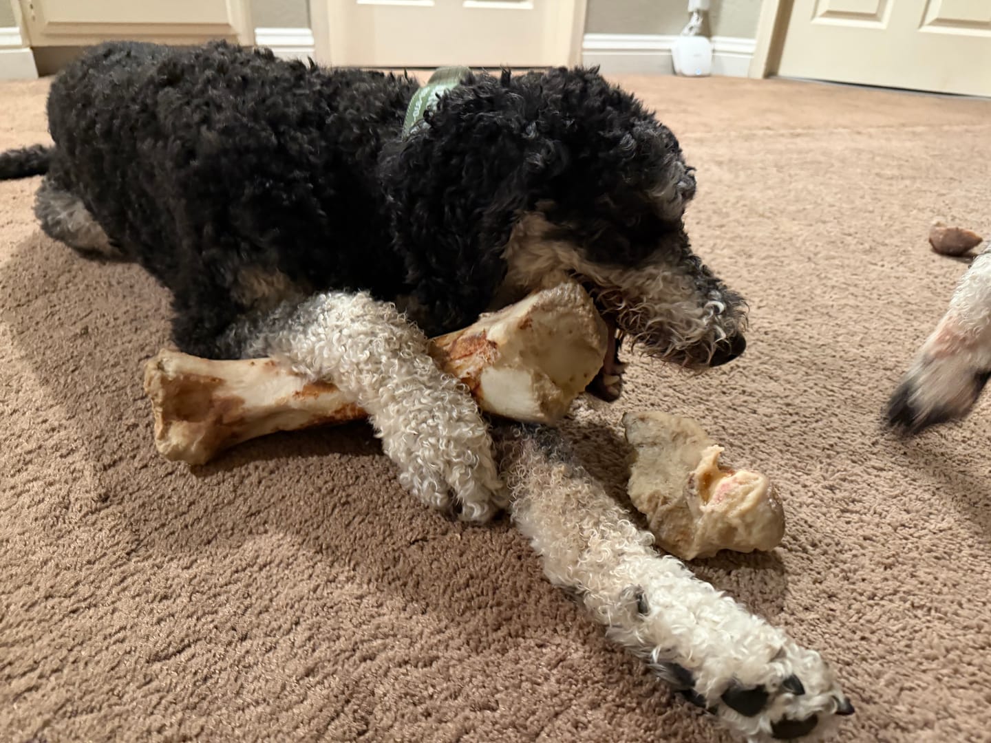 Customer photo review of Monster Femur Bone