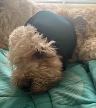 Customer photo review of Dog Anxiety Ear Cover