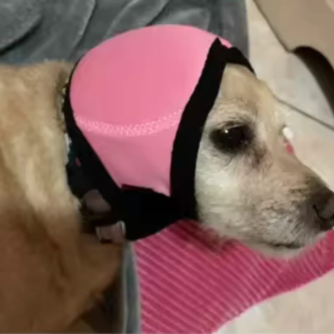 Customer photo review of Dog Anxiety Ear Cover