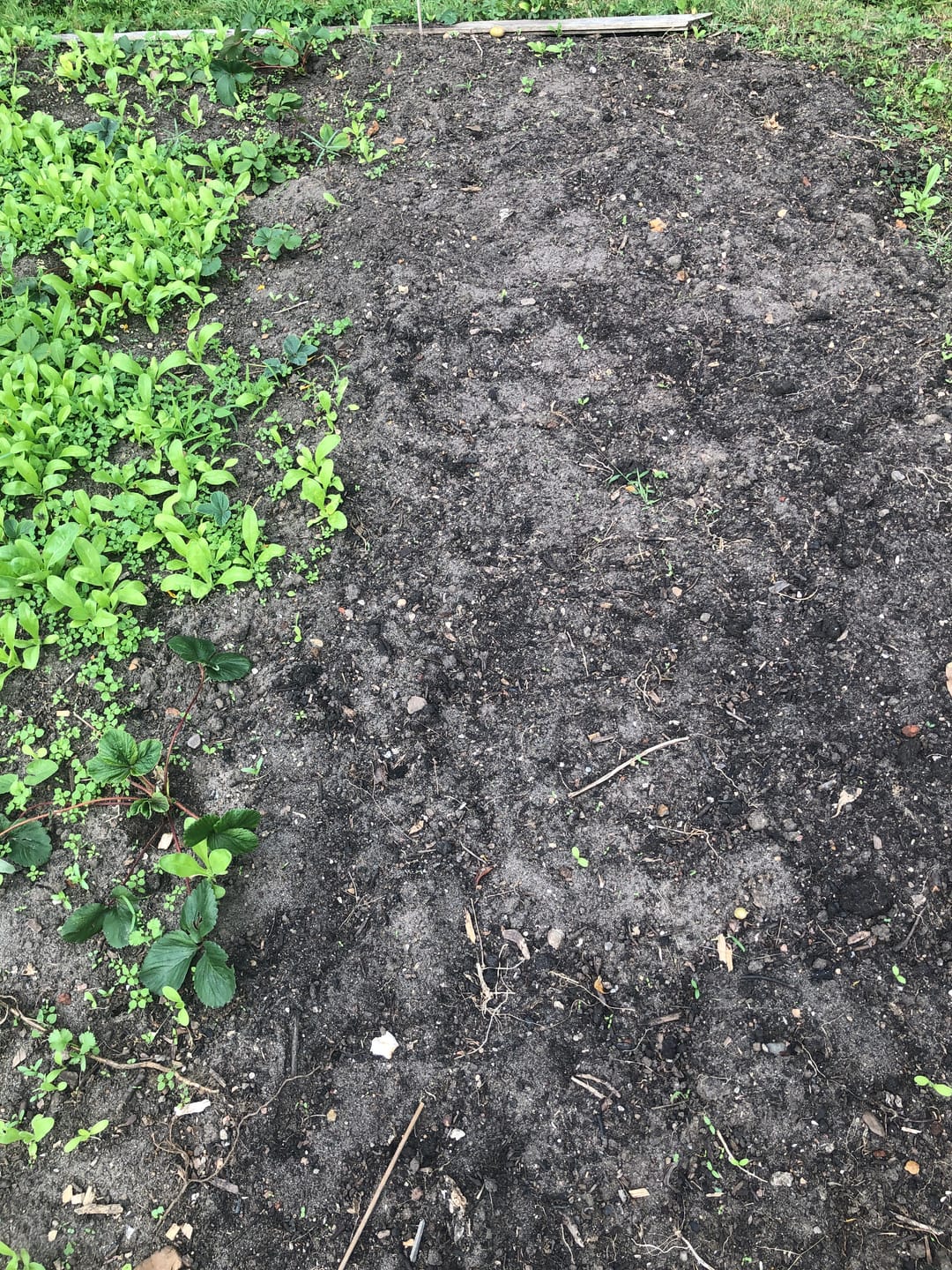 Customer photo review of Pflanzknoblauch ‘Ljubascha’: Bio-Pflanzgut aus Erhaltungsanbau
