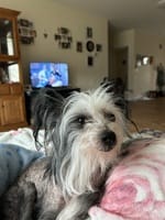 Customer photo review of Difusor Calmante para Perros — CalmPaw