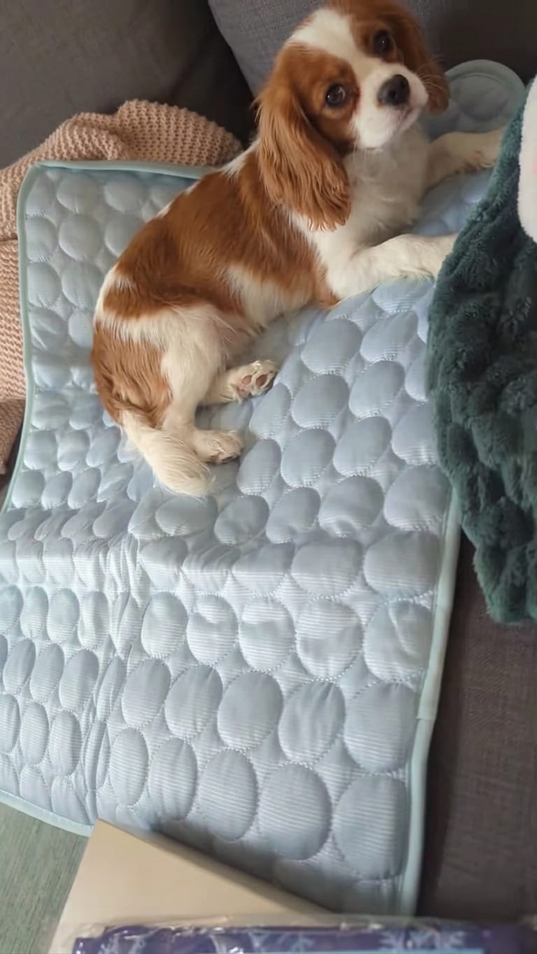 Customer photo review of Pupalls - Almohadilla refrescante para perros