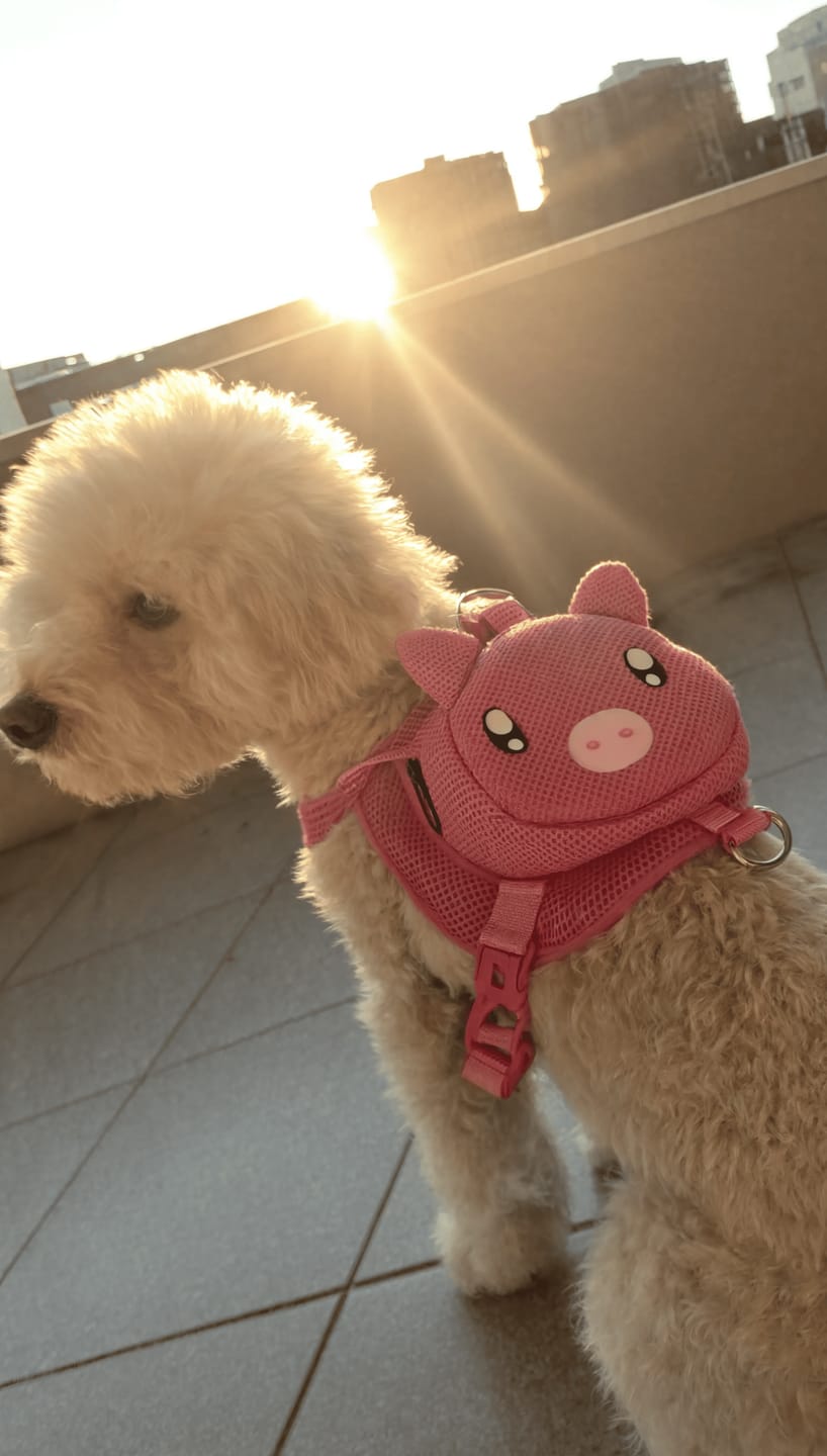 Customer photo review of Mochila para Perros