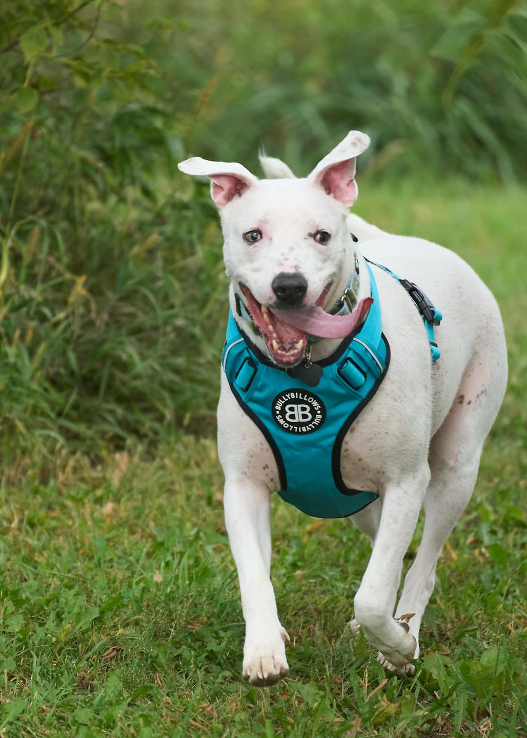 Customer photo review of Comfort Premium Harness | Non Restrictive - Light Blue