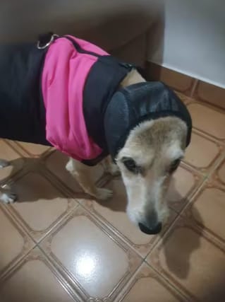 Customer photo review of Dog Anxiety Ear Cover