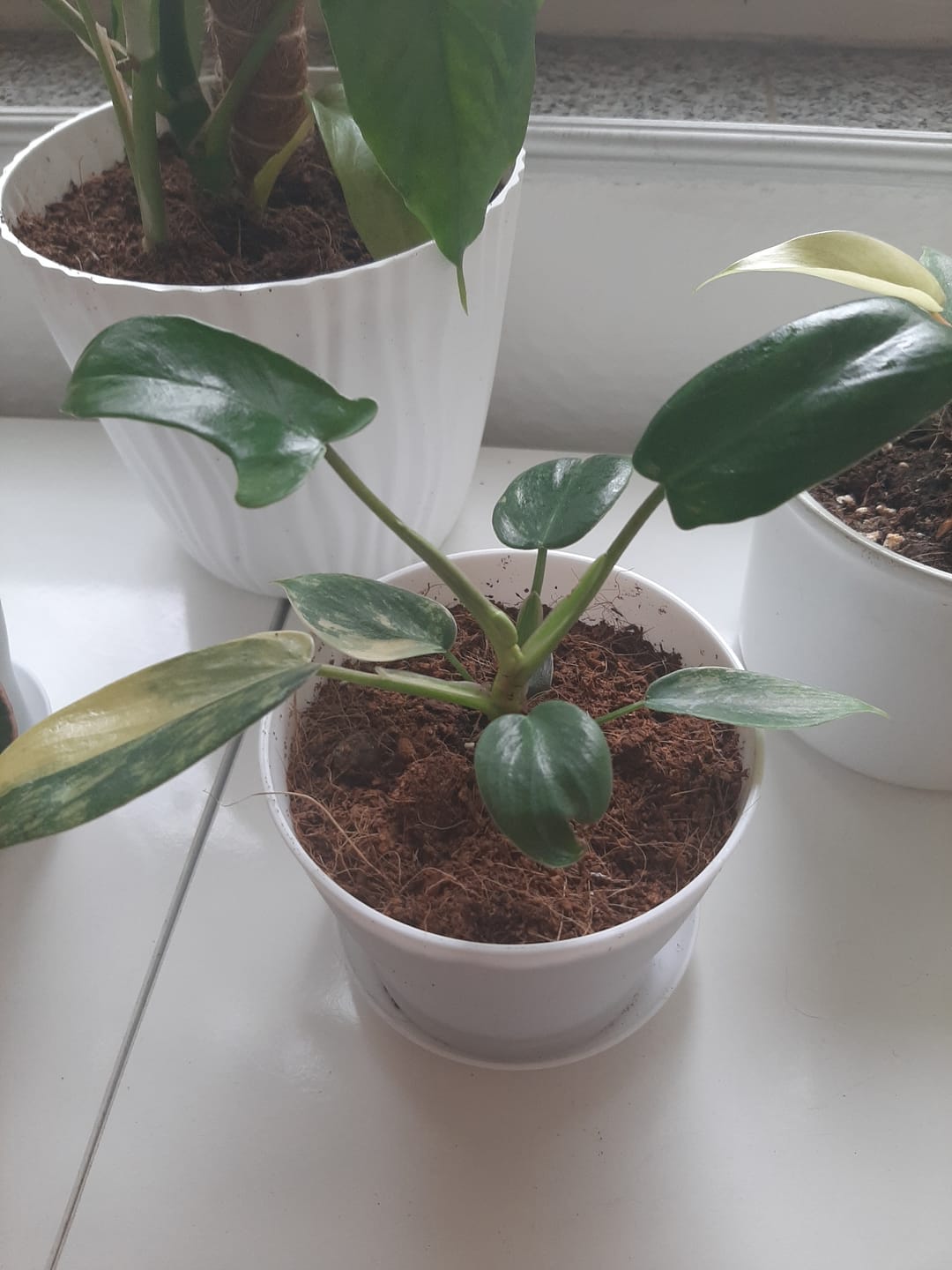 Customer photo review of PHILODENDRON FLORIDA BEAUTY