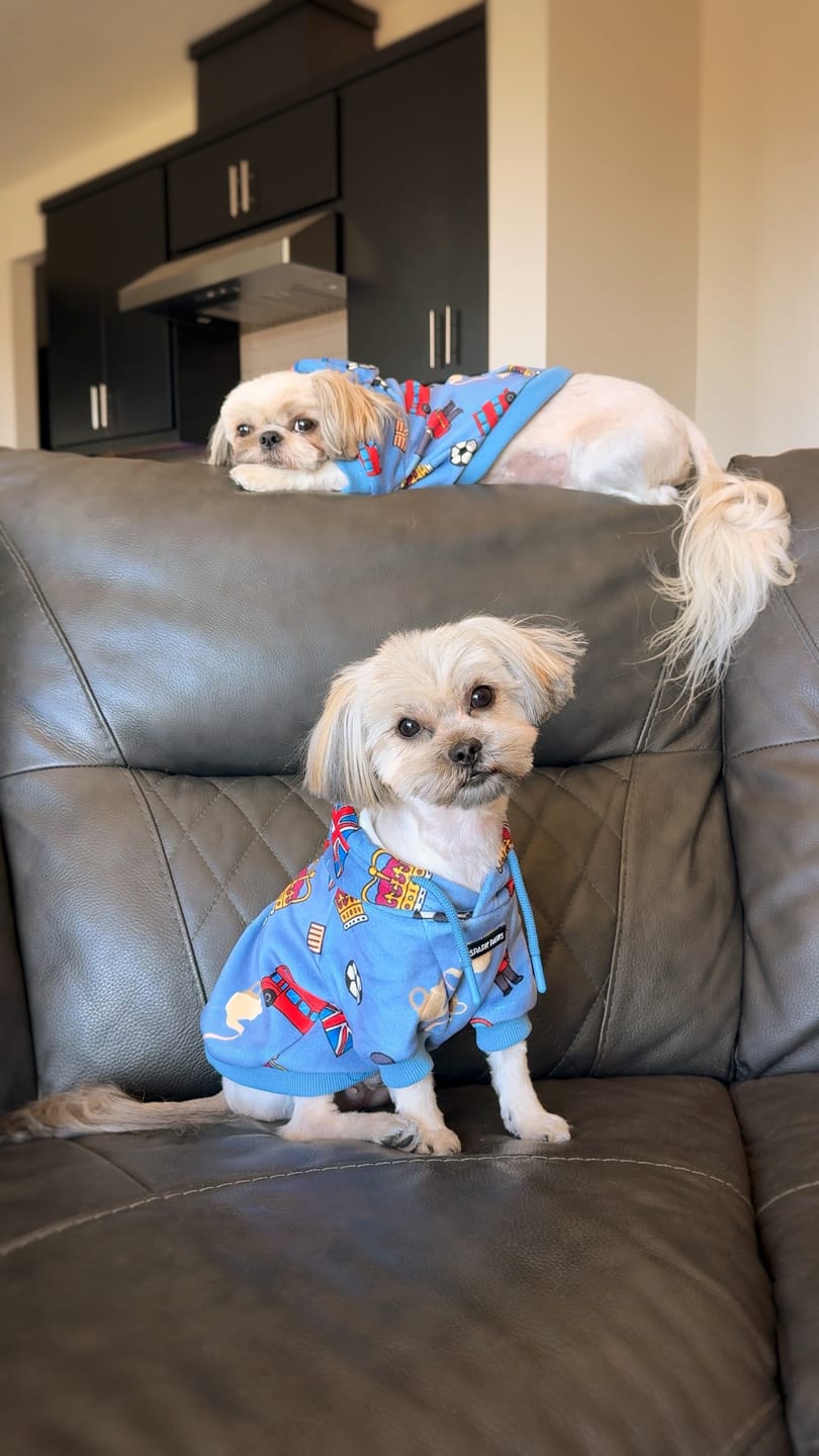 Customer photo review of The UK Dog Hoodie