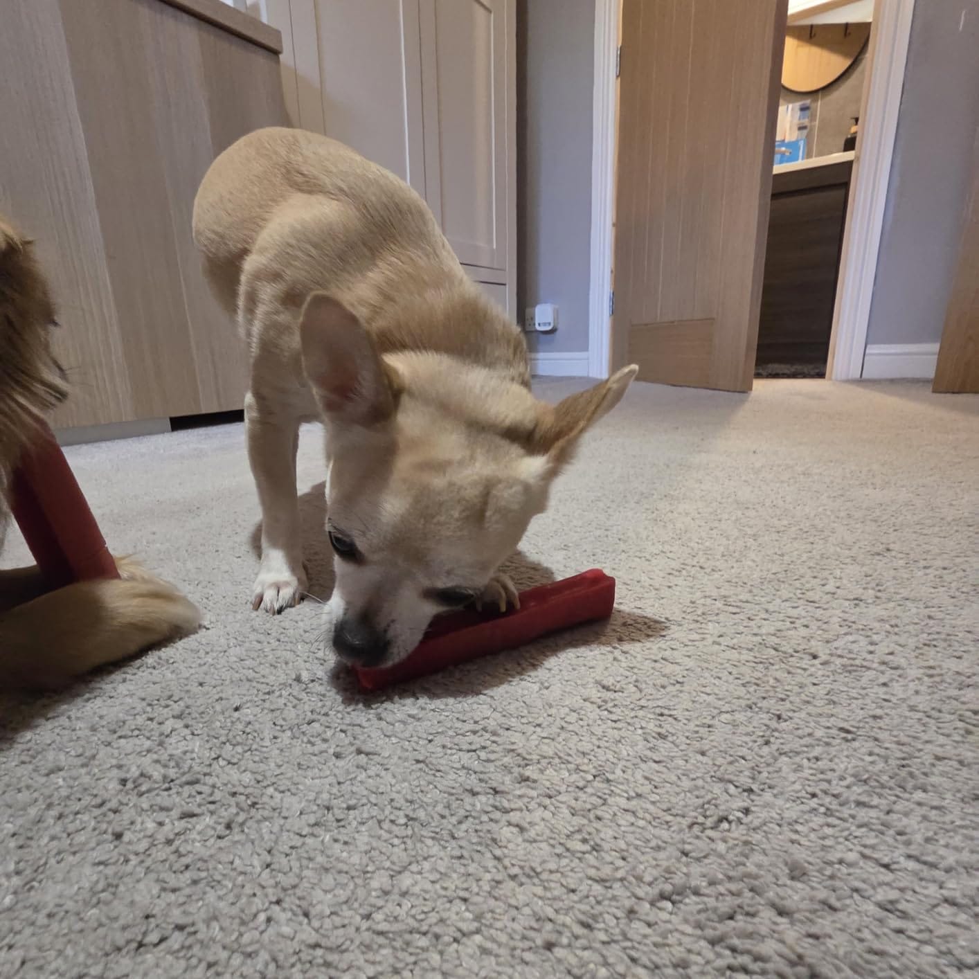 Customer photo review of Himmaleh Yak Chews