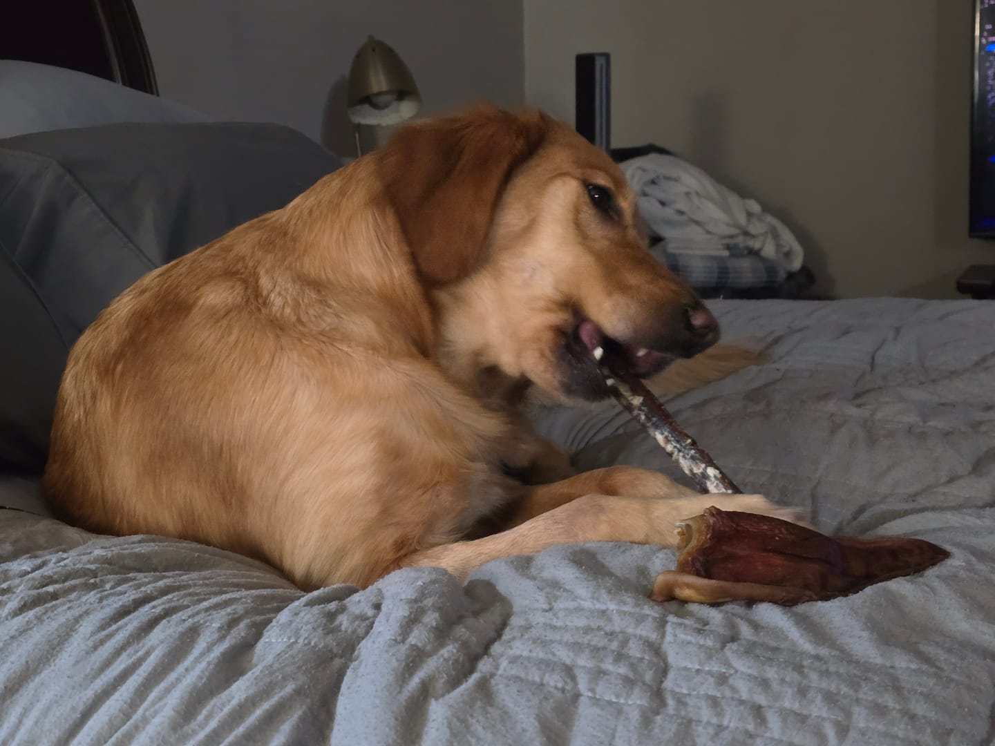 Customer photo review of Pig Ears