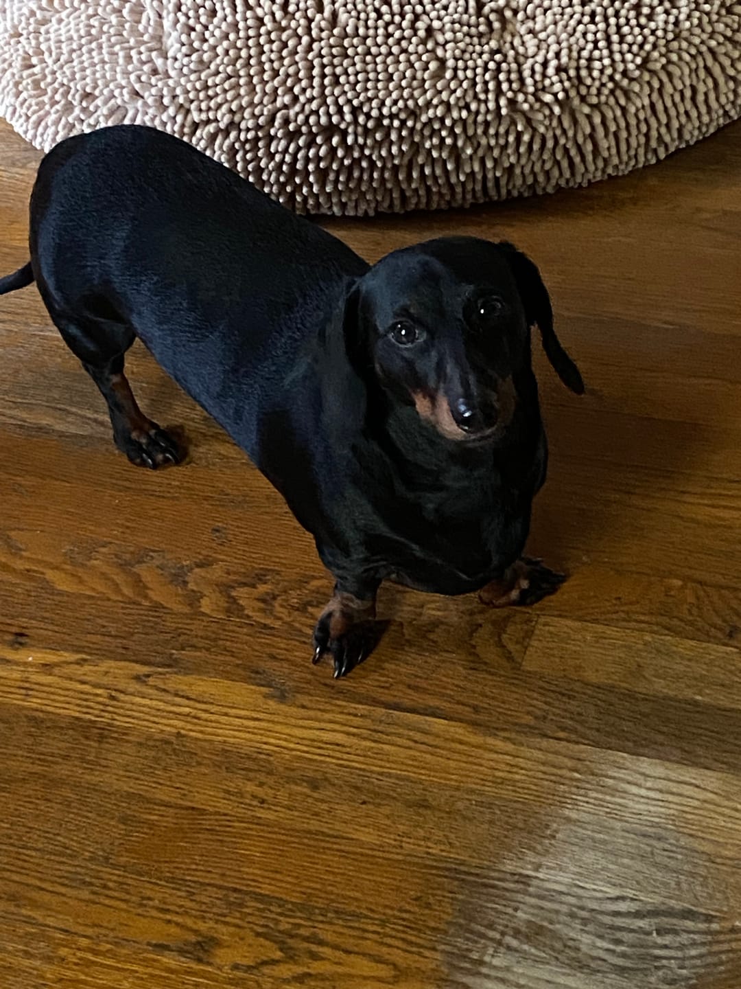 Customer photo review of 6 Inch Standard Bully Stick