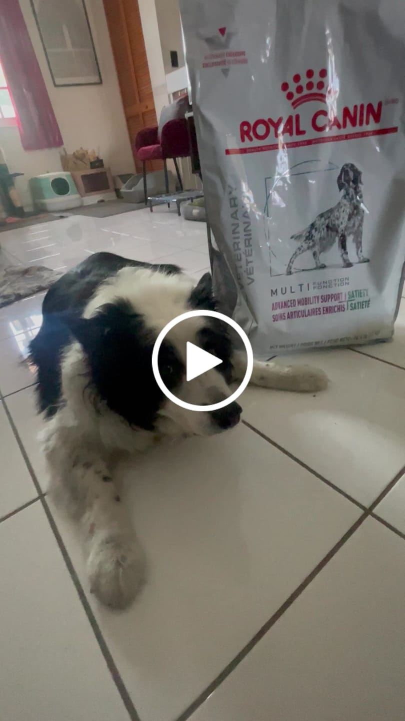 Customer video review of Royal Canin Veterinary Diet - Advanced Mobility Support + Satiety by Royal Canin