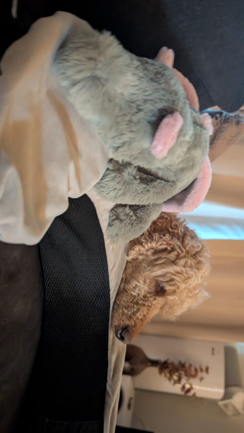 Customer photo review of Malachy Dragon | Jellycat