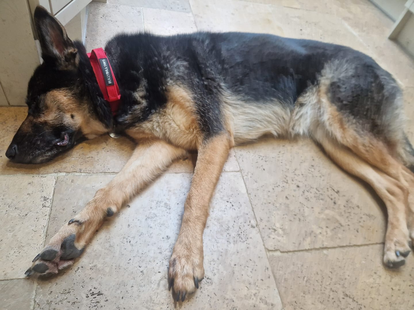 Customer photo review of 4cm Combat® Collar | With Handle & Secured Clip - Red