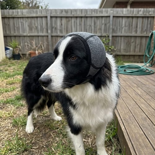 Customer photo review of Beruhigende Ohrenschützer für Hunde