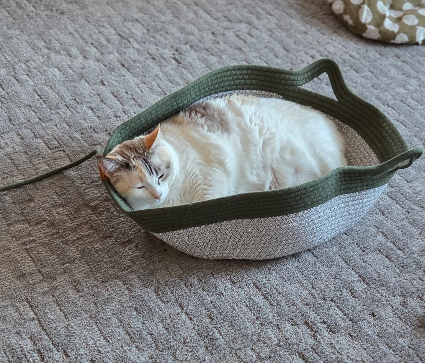 Customer photo review of Instinct Basket | Meet the first research-backed natural territory for indoor cats