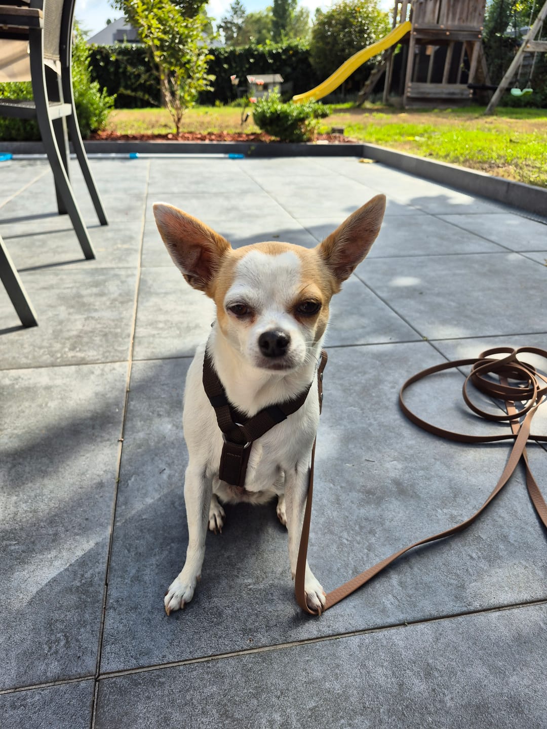 Customer photo review of Anny X Dog Harness FUN | Y-shaped - XXS - Brown