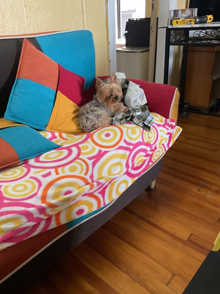 Customer photo review of Difusor Calmante para Perros — CalmPaw