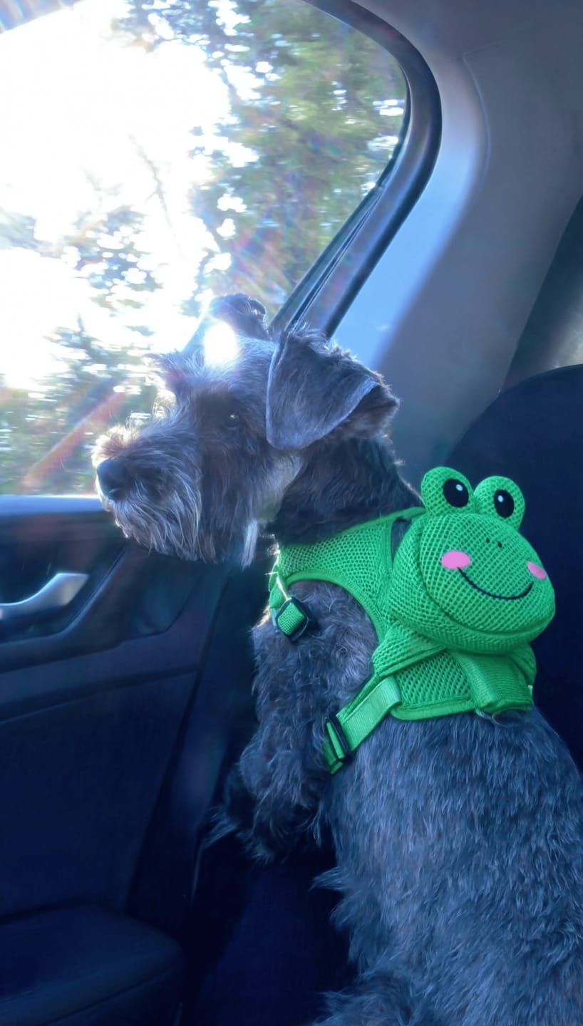 Customer photo review of Mochila para Perros