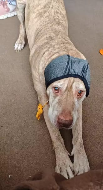 Customer photo review of Orejeras Calmantes para Perros