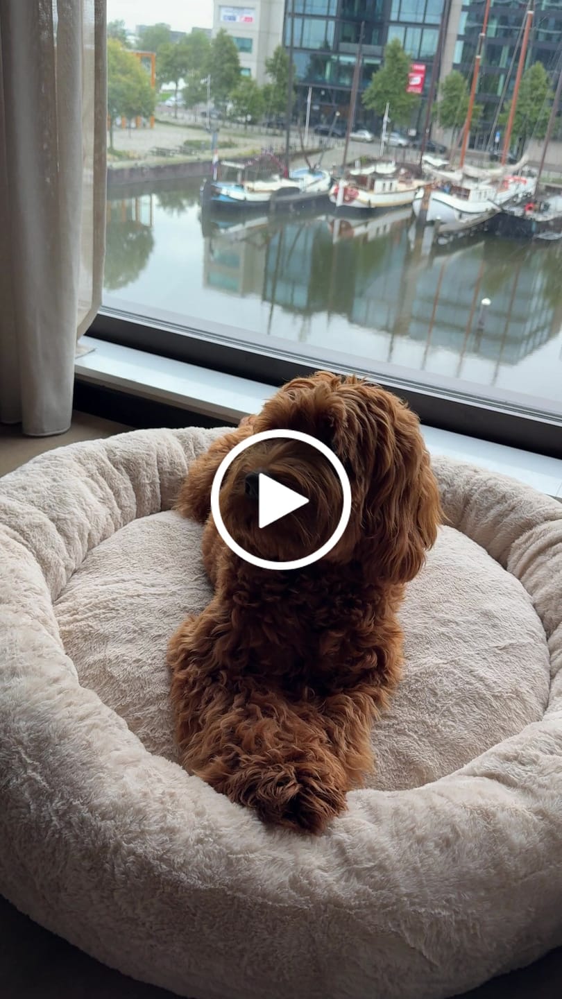Customer video review of Pet Perfect Orthopedische Donutmand