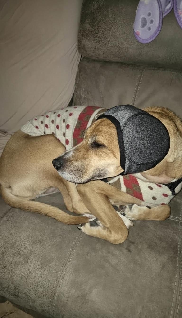Customer photo review of Beruhigende Ohrenschützer für Hunde