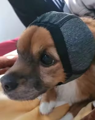 Customer photo review of Beruhigende Ohrenschützer für Hunde