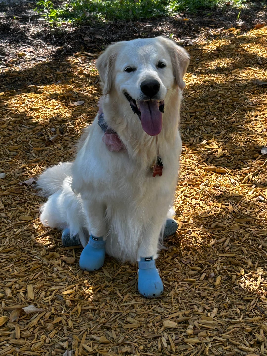Customer photo review of WagWellies® Sport
