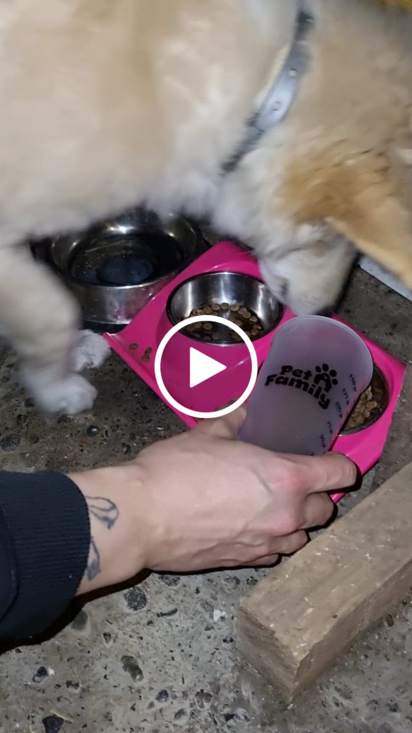 Customer video review of PetFamily Foods Cachorros