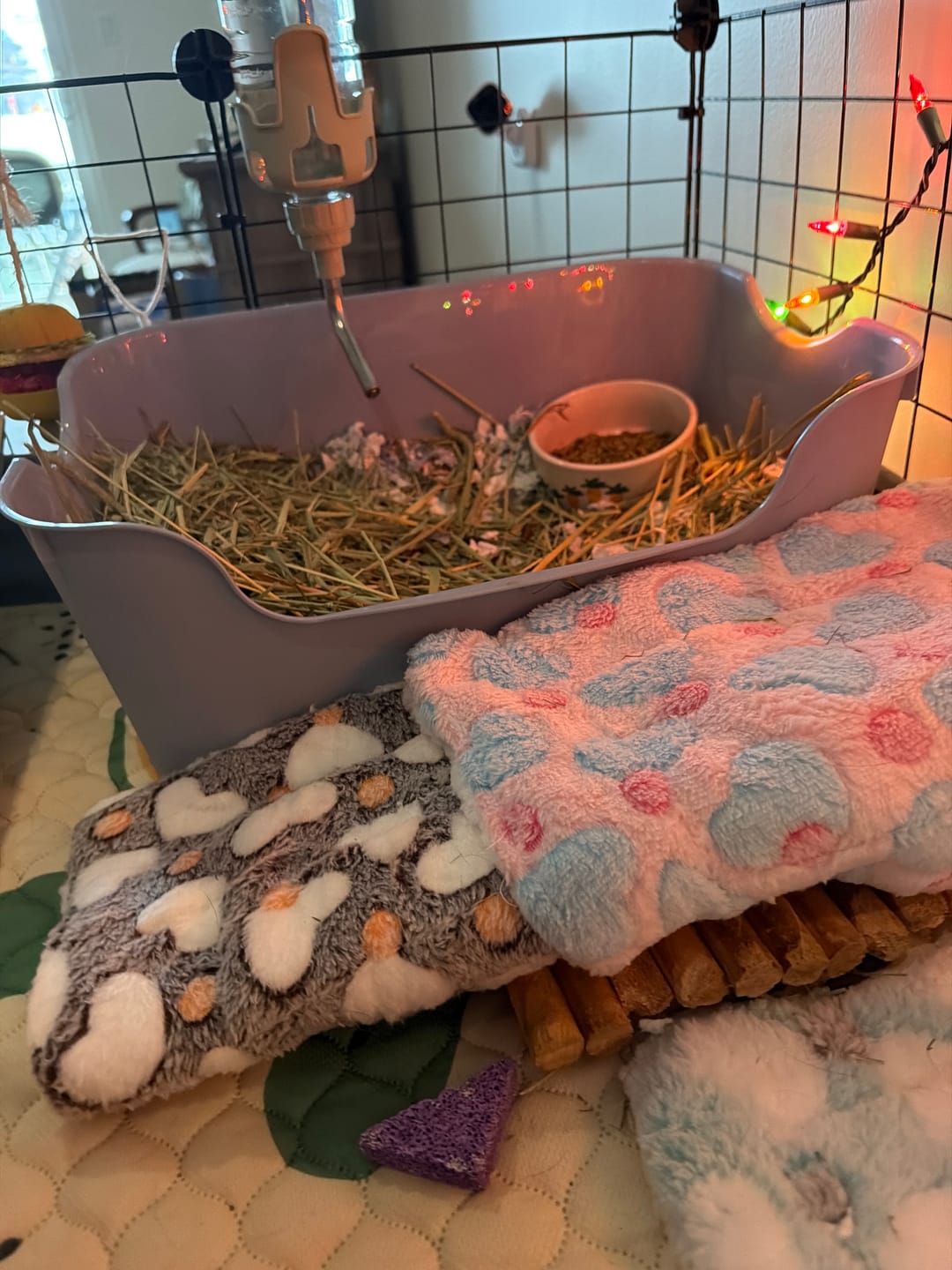 Customer photo review of Litter Box for Guinea Pigs & Rabbits