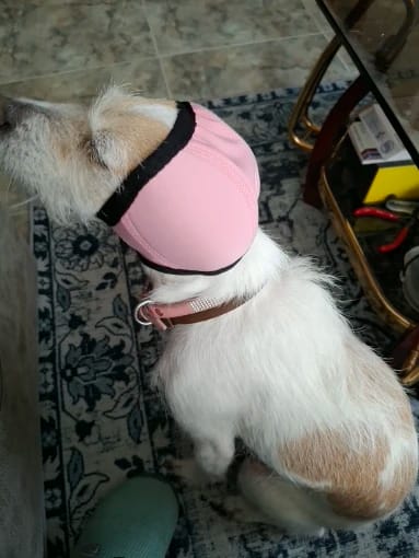 Customer photo review of Dog Anxiety Ear Cover