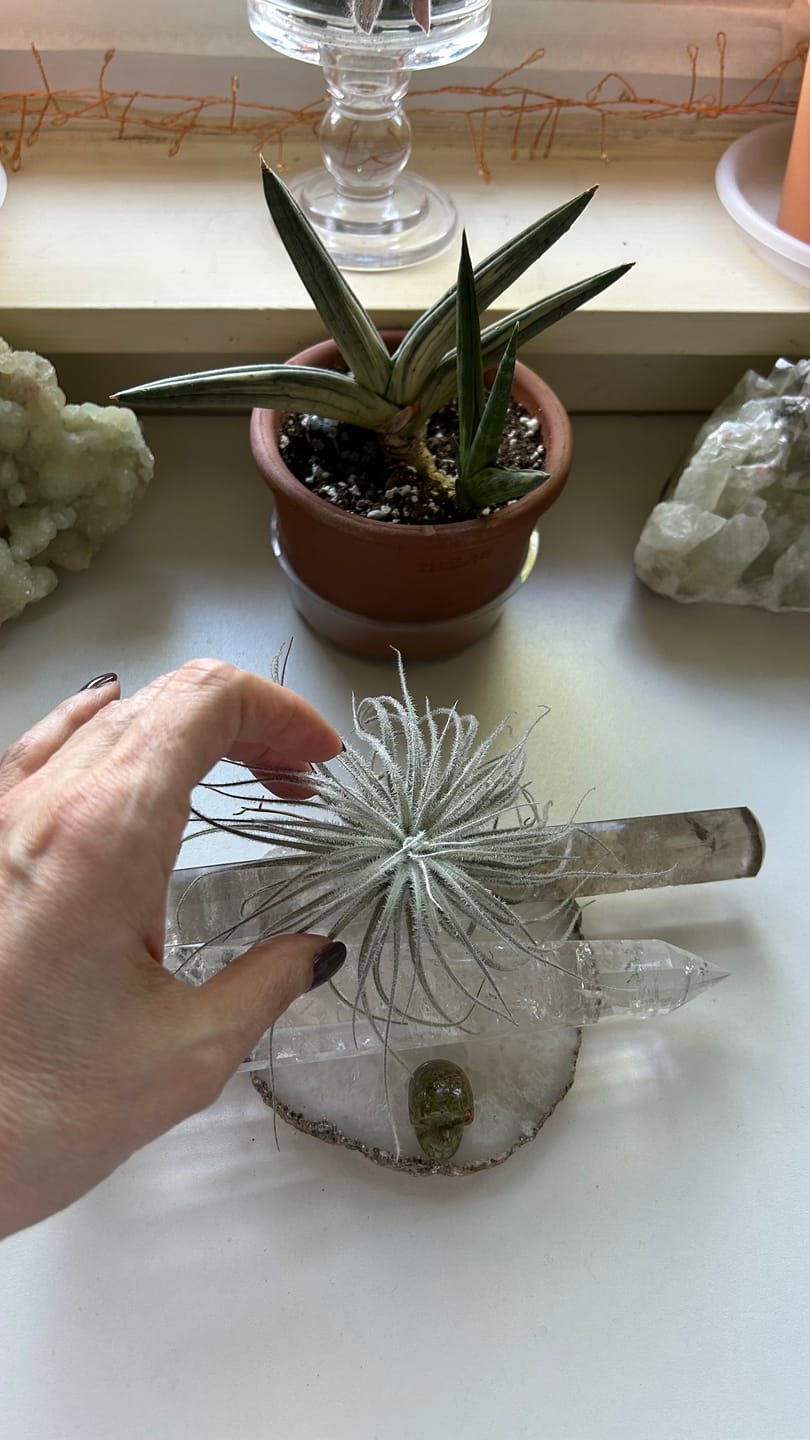 Customer photo review of Tectorum Ecuador  (AKA Snowball)