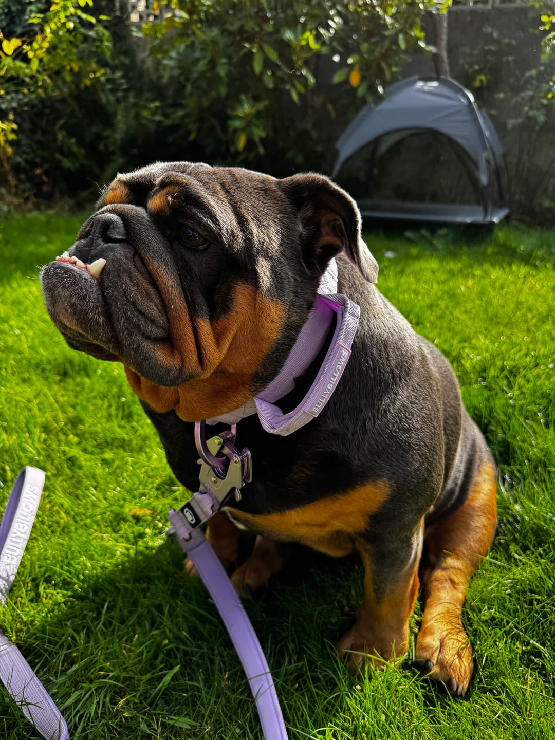 Customer photo review of 4cm Lighter Combat® Collar | With Handle & Secure Clip - Lavender X Ube