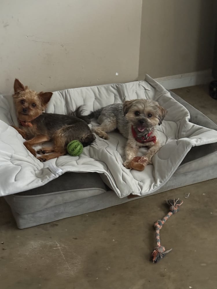 Customer photo review of Difusor Calmante para Perros — CalmPaw